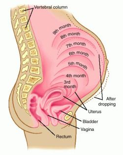 uterine fundus